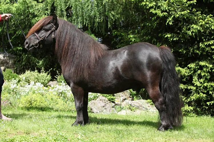 HarviestounPetraeus_01