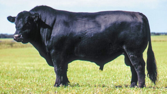 bull-Black-Angus_